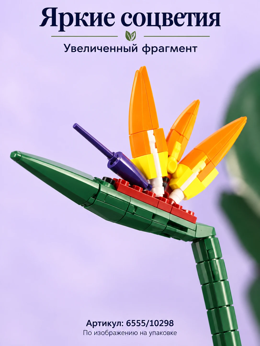 Райская птица в кашпо — изображение 3